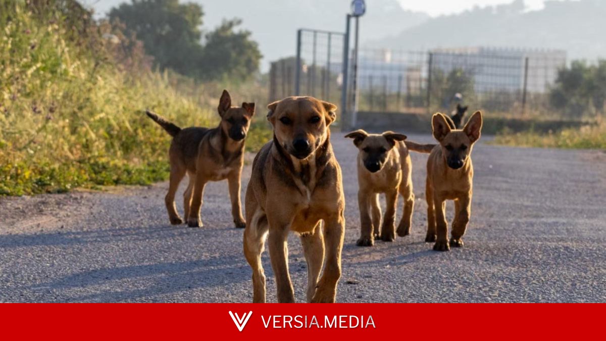 Una niña de 7 años, en estado crítico después del ataque de una jauría de perros callejeros
