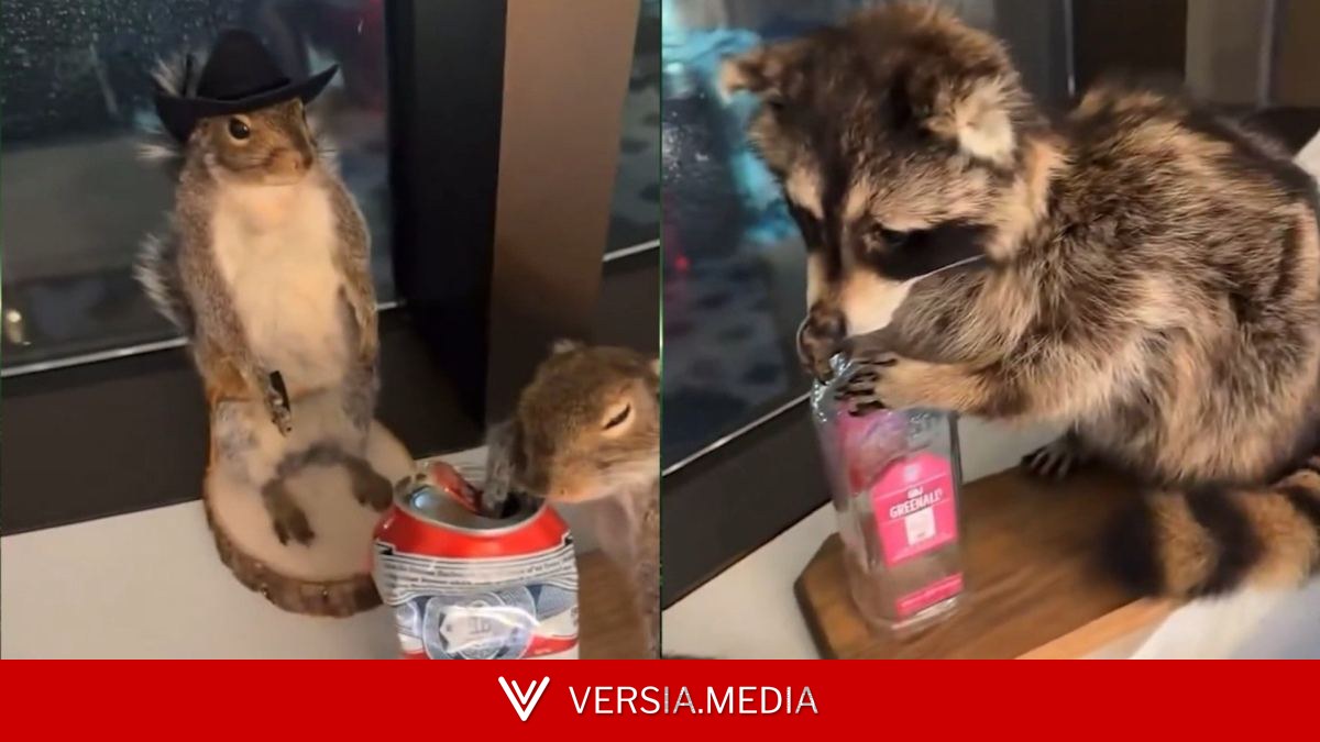 La curiosa colección de animales disecados de Haaland